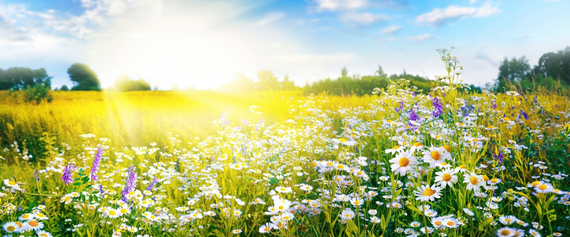A,Beautiful,,Sun-drenched,Spring,Summer,Meadow.,Natural,Colorful,Panoramic,Landscape