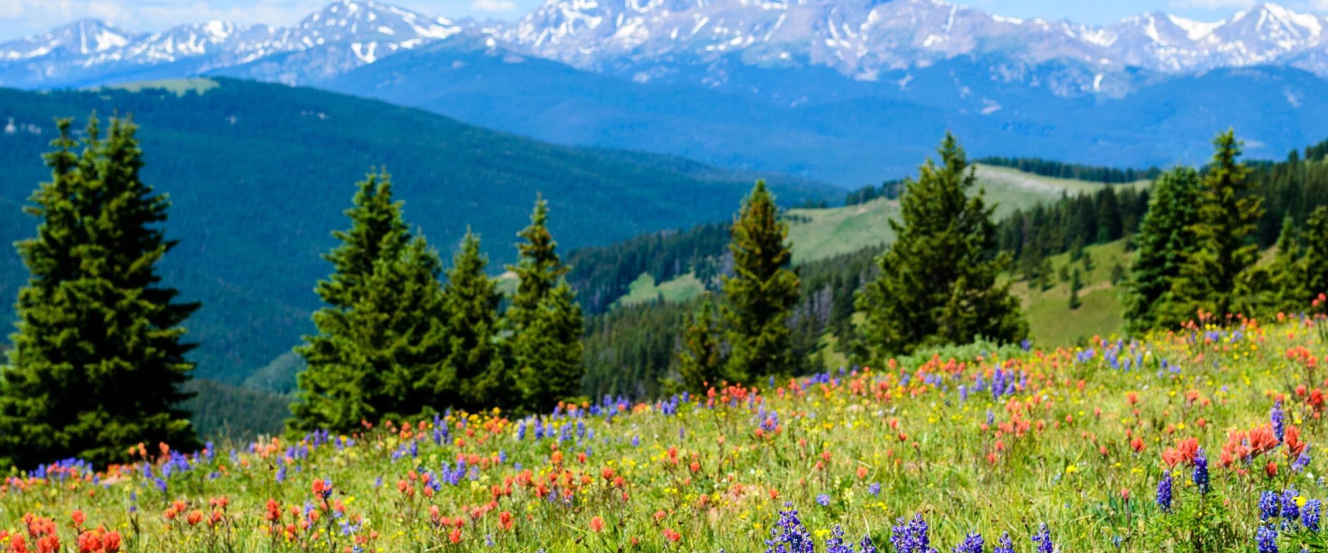Wildflowers,Blooming,On,Shrine,Pass,,Vail,,Colorado,,Usa.