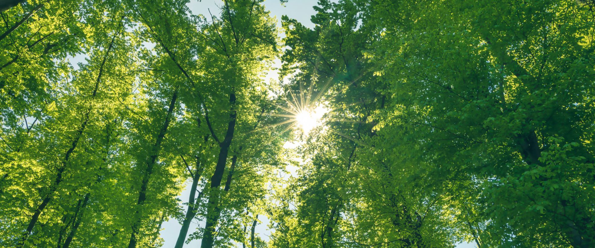 Green,And,Healthy,Forest,An,Important,Part,Of,Our,Ecosystem.